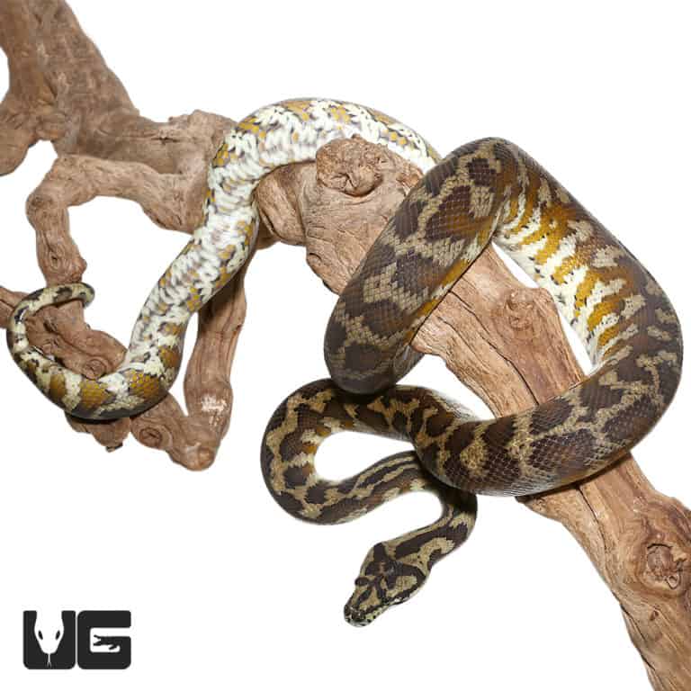 Adult Irian Jaya Carpet Pythons For Sale Underground Reptiles