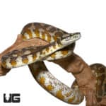 2017 Adult Female Irian Jaya Carpet Python (Morelia spilota variegata) For Sale - Underground Reptiles