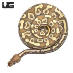 2020 Male Mojave Yellow Belly OG Ball Python (Python regius) For Sale - Underground Reptiles