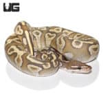 2020 Male Mojave Yellow Belly OG Ball Python (Python regius) For Sale - Underground Reptiles