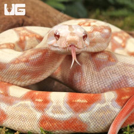 Kahl Albino Boa For Sale - Underground Reptiles