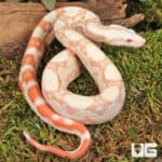 Kahl Albino Boa For Sale - Underground Reptiles
