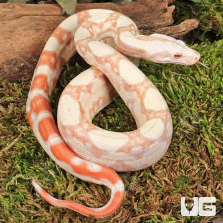 Kahl Albino Boa For Sale - Underground Reptiles