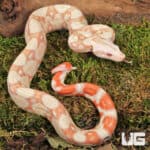 Kahl Albino Boa For Sale - Underground Reptiles