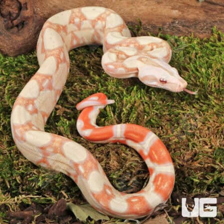 Kahl Albino Boa For Sale - Underground Reptiles