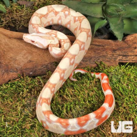 Kahl Albino Boa For Sale - Underground Reptiles