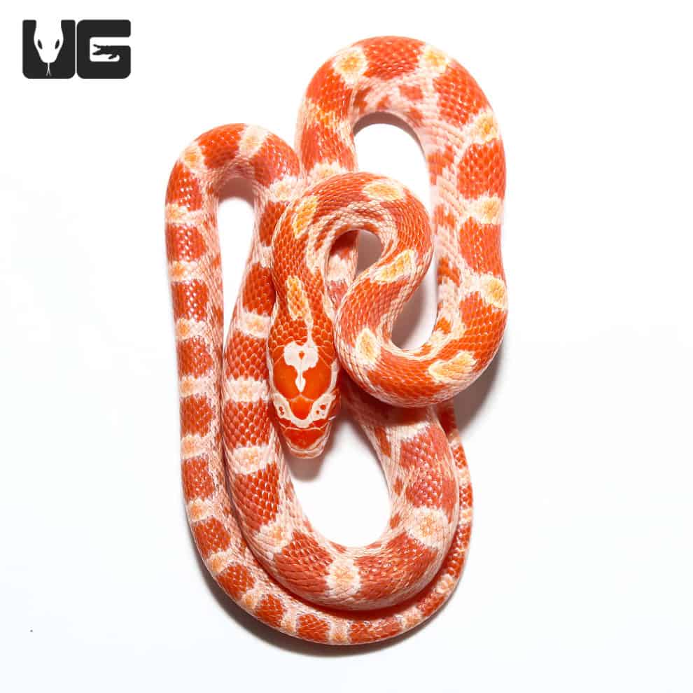baby-albino-het-palmetto-cornsnake-pantherophis-guttatus-for-snakes