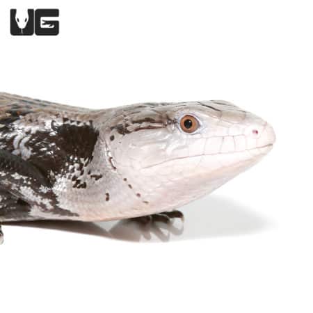 Adult Halmahera Blue Tongue Skink #1(Tiliqua gigas) For Sale - Underground Reptiles