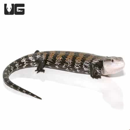 Adult Halmahera Blue Tongue Skink with distinctive markings and blue tongue, ideal for reptile enthu.