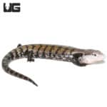 Adult Halmahera Blue Tongue Skink #2 (Tiliqua gigas) For Sale - Underground Reptiles