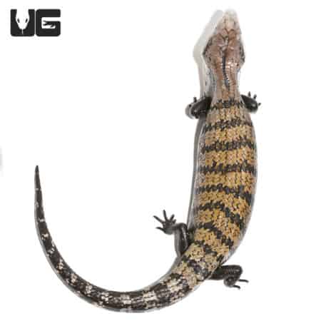Adult Halmahera Blue Tongue Skink #2 (Tiliqua gigas) For Sale - Underground Reptiles