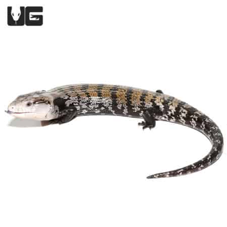 Adult Halmahera Blue Tongue Skink #2 (Tiliqua gigas) For Sale - Underground Reptiles