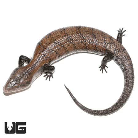 Adult Halmahera Blue Tongue Skink #3 (Tiliqua gigas) For Sale - Underground Reptiles