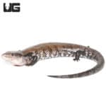 Adult Halmahera Blue Tongue Skink #3 (Tiliqua gigas) For Sale - Underground Reptiles