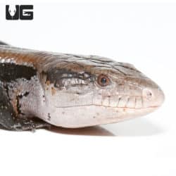 Adult Halmahera Blue Tongue Skink #3 (Tiliqua gigas) For Sale - Underground Reptiles