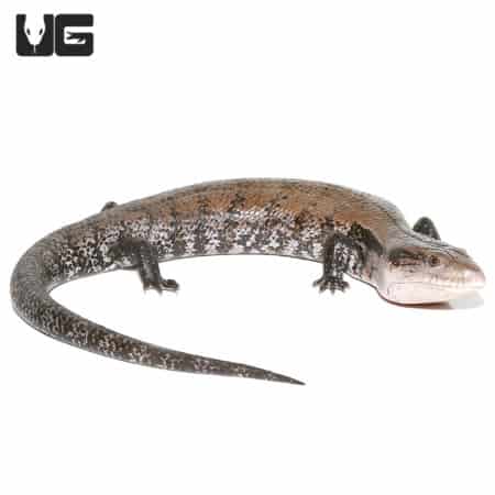 Adult Halmahera Blue Tongue Skink #3 (Tiliqua gigas) For Sale - Underground Reptiles