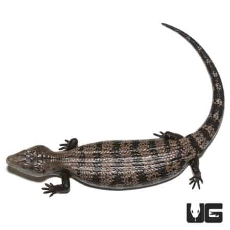 Adult Halmahera Blue Tongue Skink #4