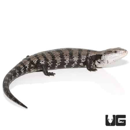 Adult Halmahera Blue Tongue Skink #4