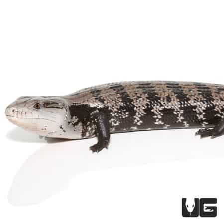 Adult Halmahera Blue Tongue Skink #4
