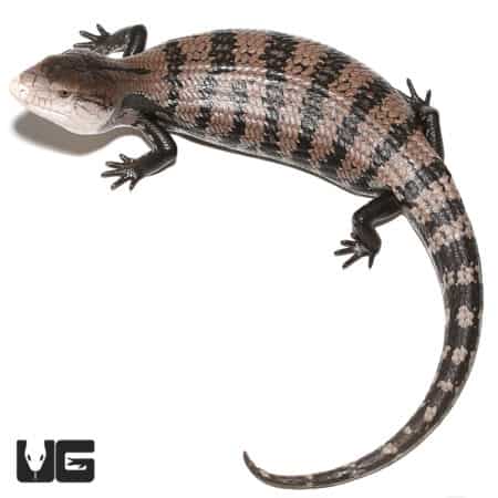 Adult Halmahera Blue Tongue Skink #5