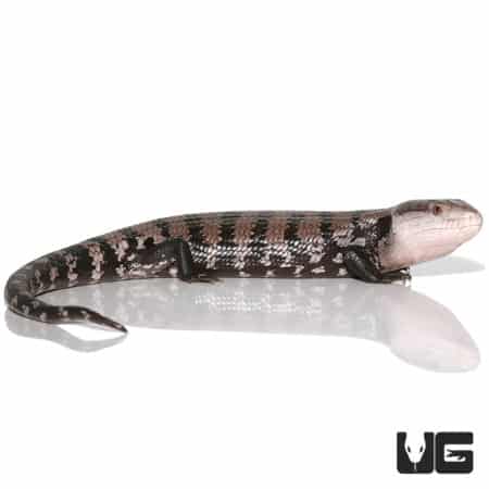 Adult Halmahera Blue Tongue Skink #5