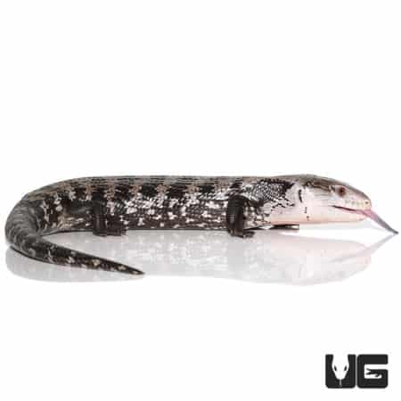 Adult Halmahera Blue Tongue Skink #6