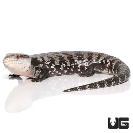 Adult Halmahera Blue Tongue Skink #6