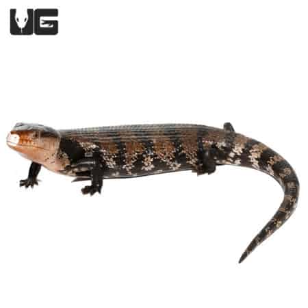 Halmahera Blue Tongue Skinks (Halmahera Blue Tongue Skink) For Sale - Underground Reptiles