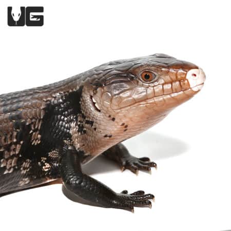 Halmahera Blue Tongue Skinks (Halmahera Blue Tongue Skink) For Sale - Underground Reptiles