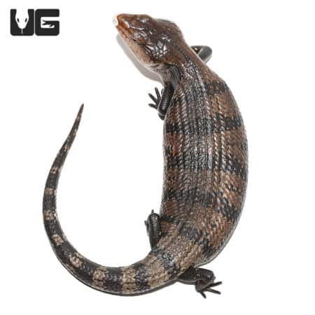 Halmahera Blue Tongue Skinks (Halmahera Blue Tongue Skink) For Sale - Underground Reptiles