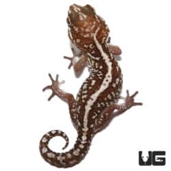 Normal Panther Geckos (Paroedura pictus) For Sale - Underground Reptiles