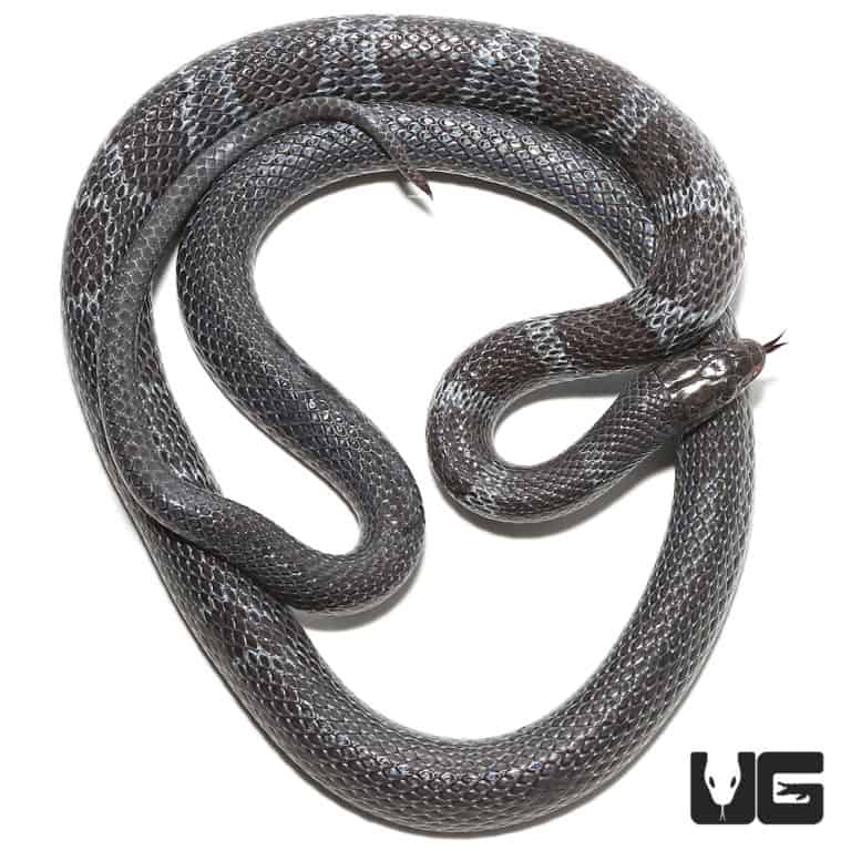 African Garter Snake (Elapsoidea semiannulata) for sale - Underground ...