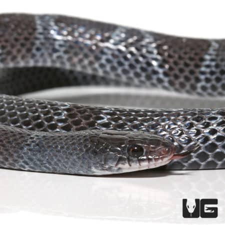 African Garter Snake (Elapsoidea semiannulata) for sale - Underground Reptiles