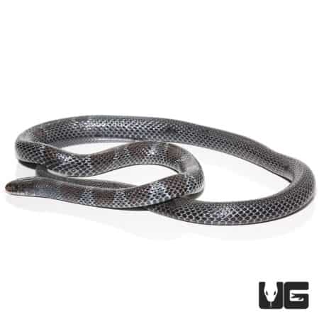 African Garter Snake (Elapsoidea semiannulata) for sale - Underground Reptiles