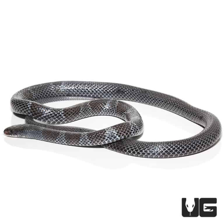 African Garter Snake (Elapsoidea semiannulata) for sale Underground