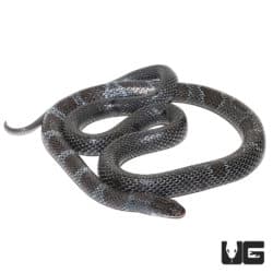 African Garter Snake (Elapsoidea semiannulata) for sale - Underground Reptiles