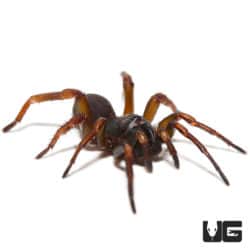African Wafer Trapdoor Spider (Ancylotrypa Sp. 