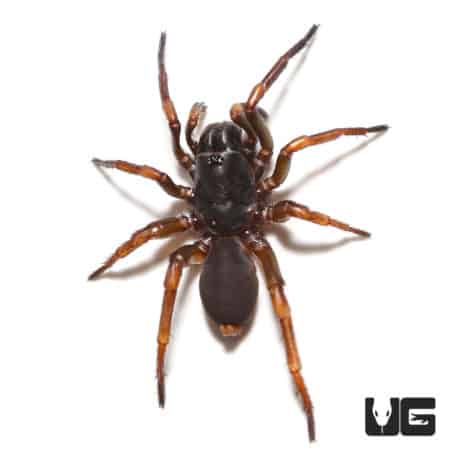 African Wafer Trapdoor Spider (Ancylotrypa Sp. "Nigeria") For Sale - Underground Reptiles