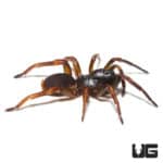 African Wafer Trapdoor Spider (Ancylotrypa Sp. 