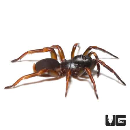 African Wafer Trapdoor Spider (Ancylotrypa Sp. "Nigeria") For Sale - Underground Reptiles