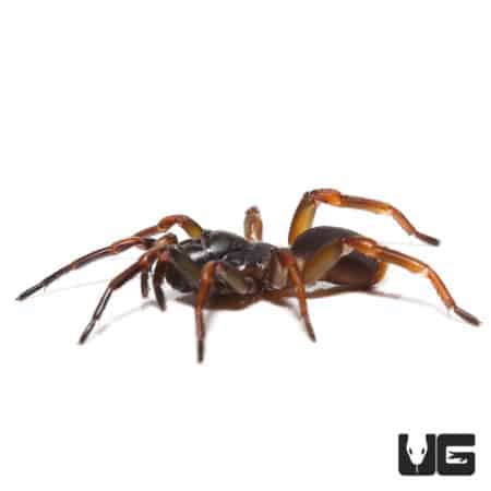 African Wafer Trapdoor Spider (Ancylotrypa Sp. "Nigeria") For Sale - Underground Reptiles