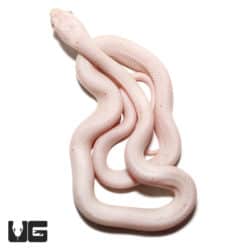 Baby Albino Palmetto Cornsnake (Pantherophis guttatus) For Snakes - Underground Reptiles