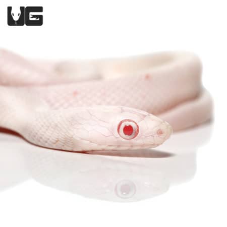 Baby Albino Palmetto Cornsnake (Pantherophis guttatus) For Snakes - Underground Reptiles