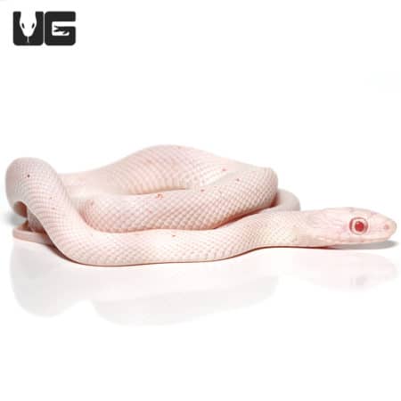 Baby Albino Palmetto Cornsnake (Pantherophis guttatus) For Snakes - Underground Reptiles