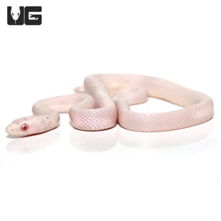 Baby Albino Palmetto Cornsnake (Pantherophis guttatus) For Snakes - Underground Reptiles
