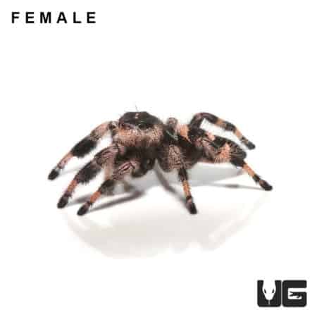 Adult Regal Jumping Spiders For Sale - Underground Reptiles
