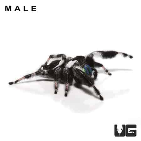Adult Apalachicola Regal Jumping Spider (Phidippus regius Apalachicola) For Sale - Underground Reptiles