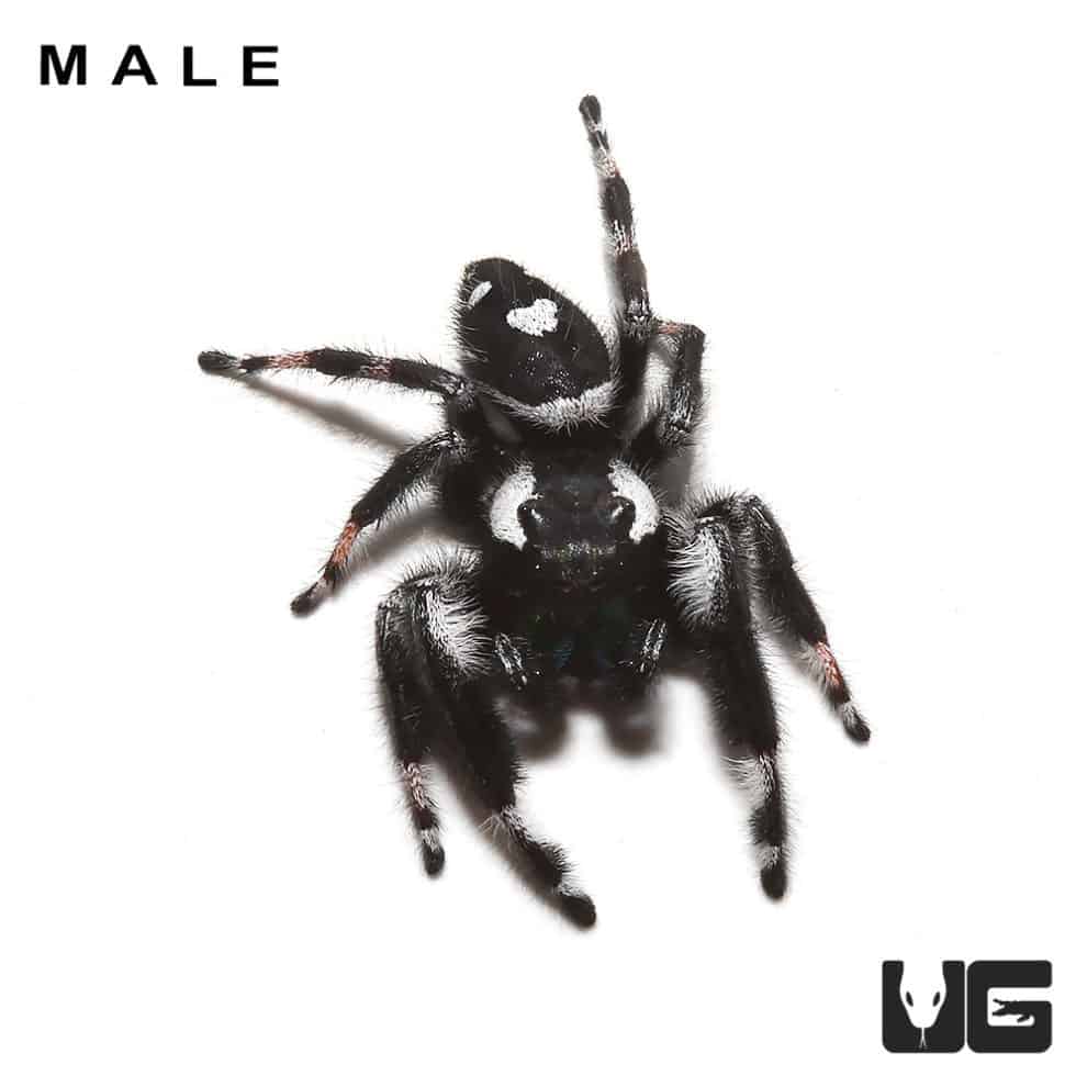 Adult Regal Jumping Spiders For Sale Underground Reptiles