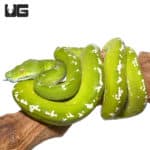 Adult Aru Green Tree Pythons (Morelia viridis) For Sale - Underground Reptiles