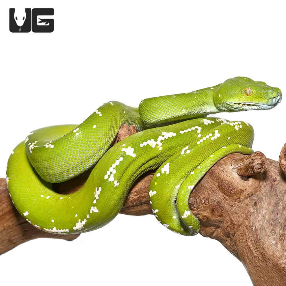Green Tree Pythons For Sale - Underground Reptiles